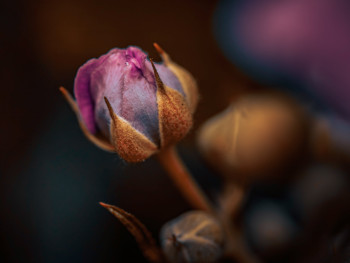 Zeitgenössisches Werk mit dem Titel « Fleur de Ronces », Erstellt von MISS K PHOTOS