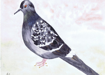 Zeitgenössisches Werk mit dem Titel « Pigeon biset de ville », Erstellt von MIHA