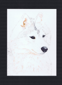 Zeitgenössisches Werk mit dem Titel « Portrait chien husky - WHISKY », Erstellt von MIHA