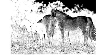 Zeitgenössisches Werk mit dem Titel « CAMARGUAIS », Erstellt von WILLIAMSPHOTOGRAPHIE