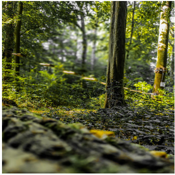 Zeitgenössisches Werk mit dem Titel « Forêt », Erstellt von INGRID