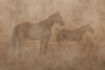 Zeitgenössisches Werk mit dem Titel « Horses », Erstellt von MIGUEL DUVIVIER