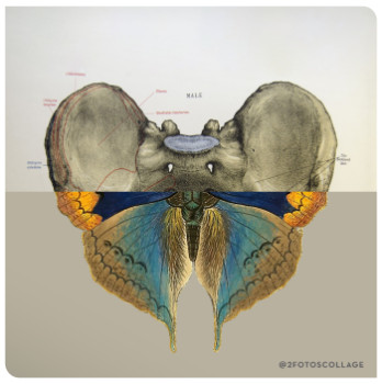 Zeitgenössisches Werk mit dem Titel « Butterfly03 », Erstellt von NéSTOR CANO