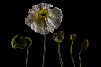 Zeitgenössisches Werk mit dem Titel « Papaver - II », Erstellt von TSIR