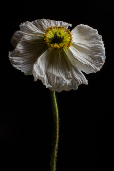 Zeitgenössisches Werk mit dem Titel « Papaver - IV », Erstellt von TSIR