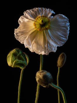 Zeitgenössisches Werk mit dem Titel « Papaver - VIII », Erstellt von TSIR