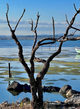 Zeitgenössisches Werk mit dem Titel « Arbre d’hiver », Erstellt von UN REGARD SUR SèTE