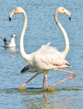 Zeitgenössisches Werk mit dem Titel « La lyre des flamants », Erstellt von UN REGARD SUR SèTE