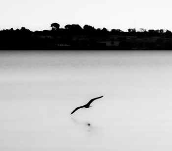 Zeitgenössisches Werk mit dem Titel « Vole de mouette au dessus de l'étang II », Erstellt von MARION BORELLE