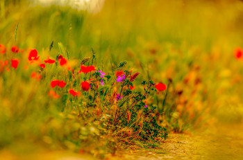 Zeitgenössisches Werk mit dem Titel « COULEURS D'ÉTÉ », Erstellt von WILLIAMSPHOTOGRAPHIE