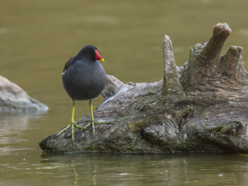 Zeitgenössisches Werk mit dem Titel « POULE D'EAU », Erstellt von WILLIAMSPHOTOGRAPHIE