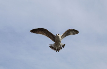 Zeitgenössisches Werk mit dem Titel « Oiseau dans l'air italien ferri Livorno », Erstellt von FLASH ART