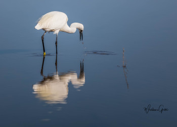 Zeitgenössisches Werk mit dem Titel « AIGRETTE GARZETTE », Erstellt von WILLIAMSPHOTOGRAPHIE