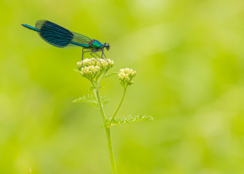 Zeitgenössisches Werk mit dem Titel « DEMOISELLE », Erstellt von WILLIAMSPHOTOGRAPHIE