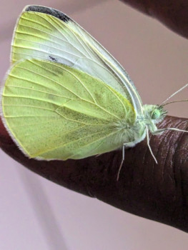 Zeitgenössisches Werk mit dem Titel « Lady Butterfly », Erstellt von ABY GOLDEN LADY B