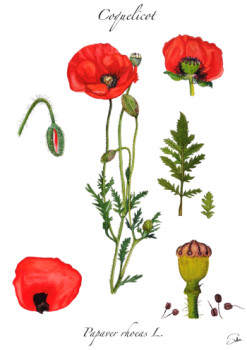 Zeitgenössisches Werk mit dem Titel « Coquelicot - planche de botanique », Erstellt von SALSA