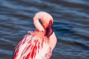 Zeitgenössisches Werk mit dem Titel « FLAMANT ROSE AFRICAIN », Erstellt von WILLIAMSPHOTOGRAPHIE