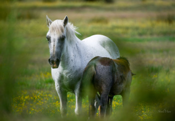 Zeitgenössisches Werk mit dem Titel « CHEVAUX CAMARGUAIS », Erstellt von WILLIAMSPHOTOGRAPHIE