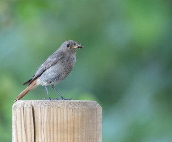 Zeitgenössisches Werk mit dem Titel « ROUGE QUEUE », Erstellt von WILLIAMSPHOTOGRAPHIE