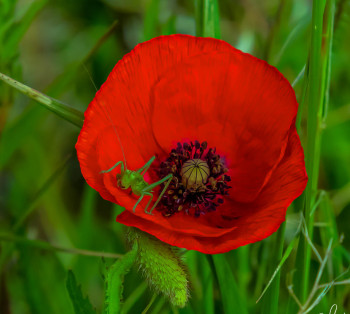 Zeitgenössisches Werk mit dem Titel « COQUELICOT », Erstellt von WILLIAMSPHOTOGRAPHIE