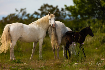 Zeitgenössisches Werk mit dem Titel « CHEVAUX », Erstellt von WILLIAMSPHOTOGRAPHIE