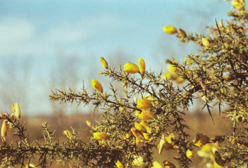 Zeitgenössisches Werk mit dem Titel « le jaune de la nature », Erstellt von PHOTOSNICO