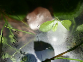 Zeitgenössisches Werk mit dem Titel « Nature 3 », Erstellt von ALINE TAIEB