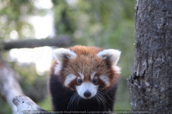 Zeitgenössisches Werk mit dem Titel « Panda roux », Erstellt von MILA