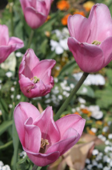 Zeitgenössisches Werk mit dem Titel « Fleurs3 », Erstellt von MILA