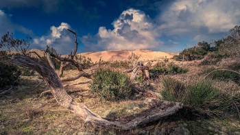 Zeitgenössisches Werk mit dem Titel « La nature à l'état pure », Erstellt von SéBASTIEN LALLEMAND