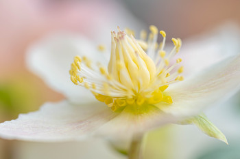 Zeitgenössisches Werk mit dem Titel « Hellebore », Erstellt von /MARIE CHRISTINE BARNEAUD