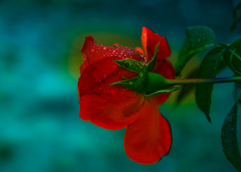 Zeitgenössisches Werk mit dem Titel « Las lágrimas de una flor. », Erstellt von DECOLORFEROZ