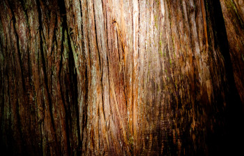 Zeitgenössisches Werk mit dem Titel « Peau d'arbre », Erstellt von MARIE SEILLERY