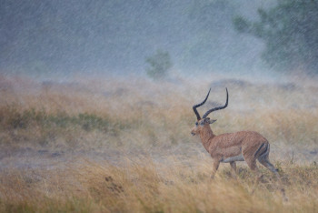 Zeitgenössisches Werk mit dem Titel « Impala sous l'orage », Erstellt von GEORGES BARRé