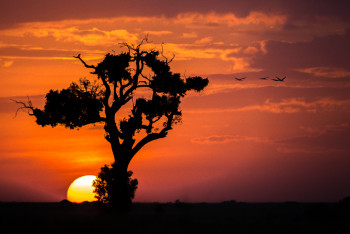 Zeitgenössisches Werk mit dem Titel « L'arbre aux oiseaux », Erstellt von GEORGES BARRé