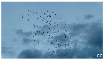 Zeitgenössisches Werk mit dem Titel « Birds », Erstellt von CC