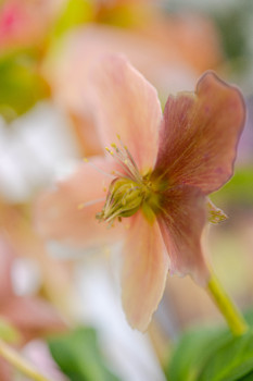 Zeitgenössisches Werk mit dem Titel « Hellebore », Erstellt von /MARIE CHRISTINE BARNEAUD