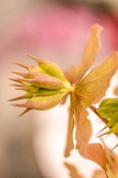 Zeitgenössisches Werk mit dem Titel « Hellebore ou rose de Noel », Erstellt von /MARIE CHRISTINE BARNEAUD