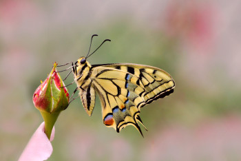 Zeitgenössisches Werk mit dem Titel « Le Machaon », Erstellt von DREAMS 14