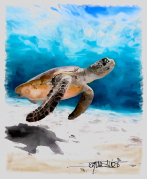 Tortue de floride Auf der ARTactif-Website