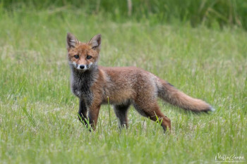 Zeitgenössisches Werk mit dem Titel « Photos animalieres et portraits », Erstellt von CARINE