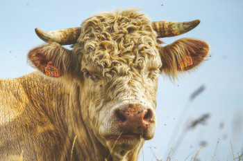 Zeitgenössisches Werk mit dem Titel « The blond bull », Erstellt von PHOTO ADRY