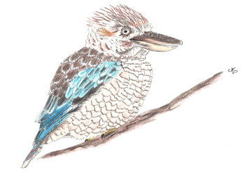 Zeitgenössisches Werk mit dem Titel « Kookaburra », Erstellt von LAURA RENAUDIN