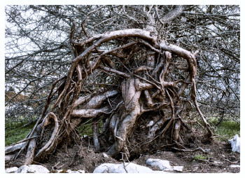 Zeitgenössisches Werk mit dem Titel « Los árboles que nos asombran 13 », Erstellt von FOTOPATRIMONIO