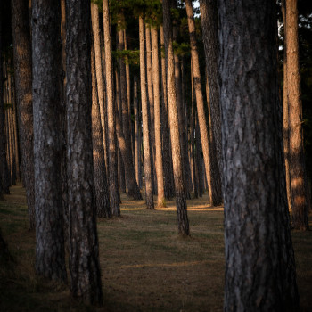 Zeitgenössisches Werk mit dem Titel « Sous-bois numero un », Erstellt von ALAIN MACHELIDON