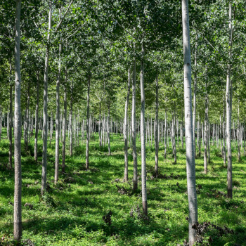 Zeitgenössisches Werk mit dem Titel « Sous-bois numero deux », Erstellt von ALAIN MACHELIDON