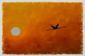 flamand rose au crépuscule Auf der ARTactif-Website