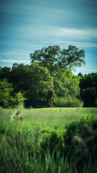 Zeitgenössisches Werk mit dem Titel « The lonely tree », Erstellt von PIERRE SASSI