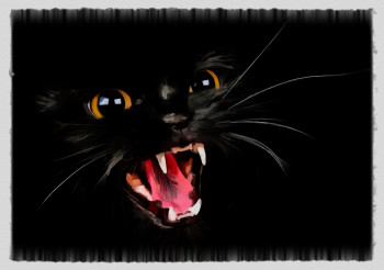 black cat Auf der ARTactif-Website