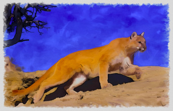 cougar colorado Auf der ARTactif-Website